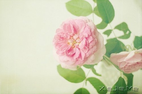晚安心语：你若不伤，岁月无恙 (6)