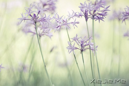 晚安心语：你若不伤，岁月无恙 (8)