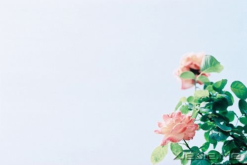 晚安心语：总有一次哭泣，让人瞬间长大 (5)