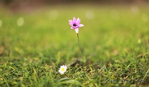 晚安心语：总有一次哭泣，让人瞬间长大 (9)